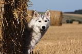 SIBERIAN HUSKY 705